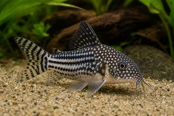 Corydoras leucomelas (Corydoras leucomelas)