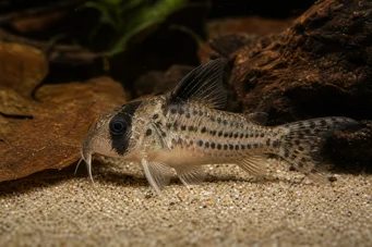 Corydoras melanistius Corydoras, escavatore, donna delle pulizie