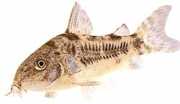 Corydoras paleatus Pepato