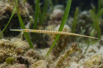 Corythoichthys flavofasciastus (Pesce di banda giallo)
