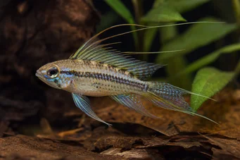 Crenicara filamentosa (Cichlid a griglia)