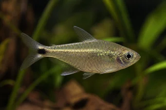 Ctenobrycon spilurus hauxwellianus (Charain con la schiena alta)