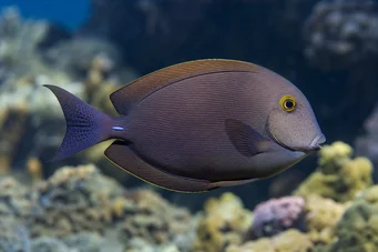 Ctenochaetus strigosus