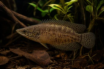 Ctenopoma oxyrhynchus (Pavone)