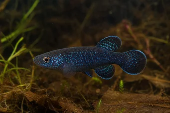 Cynolebias nigripinnis (Perla argentina con pinne nere)