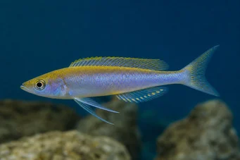 Cyprichromis leptosoma (Cipricromis leptosoma)