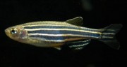 Danio rerio Danio zebra