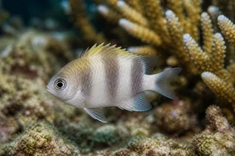 Dascyllus carneus Dascillus carneus