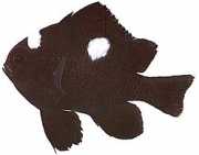 Dascyllus trimaculatus Tre punti