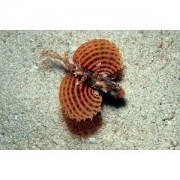 Dendrochirus brachypterus Nano