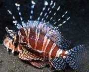 Dendrochirus zebra Punteggio nano