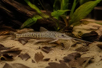 Dianema longibarbis Pesce gatto oblò