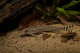 Dianema urostriata A strisce