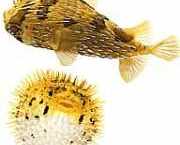 Diodon holocanthus Bluwer spinoso