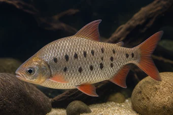 Distichodus decemmaculatus Nano disticodus