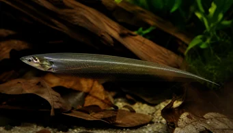 Eigenmannia virescens Coltelli in vetro pesce