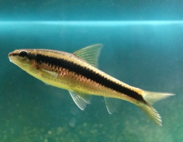 Epalzeorhynchus siamensi... Volpa del volante siames...