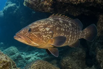 Epinephelus marginatus Cernia