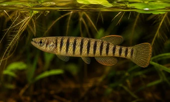 Epiplatys fasciolatus Epiplatys affiolio