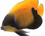 Euxiphipops navarchus Evento giapponese