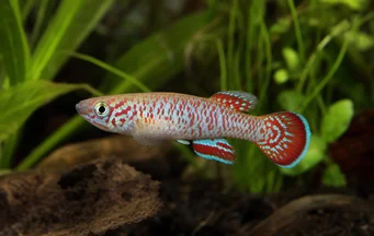 Fundulopanchax gardneri Afhyo du Niger