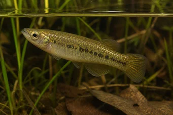 Fundulus chrysotus Killi con orecchie dorate