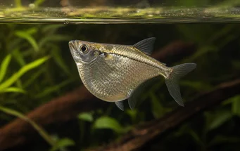 Gasteropelecus sternicla (Argento)