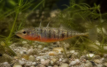 Gasterosteus aculeatus linne (Spinarello)