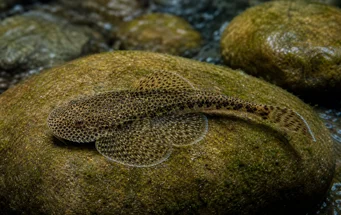 Gastromyzon punctulatus (Loche punteggiato)