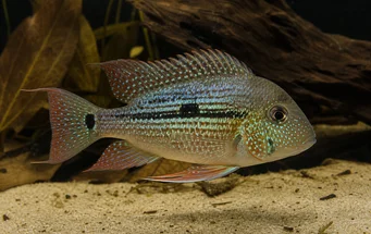 Geophagus daemon (GEOPHAGUS DAMON)