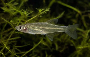 Girardinus metallicus Girardino metallico