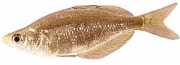 Glossolepis incisus Pesce arcobaleno della N...
