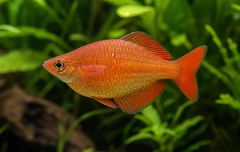 Glossolepis incisus (Pesce arcobaleno della Nuova Guinea)