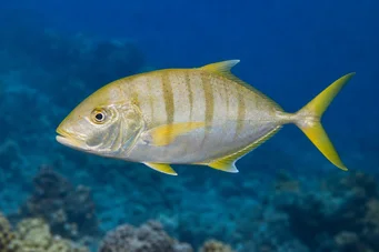 Gnathanodon speciosus Valetto