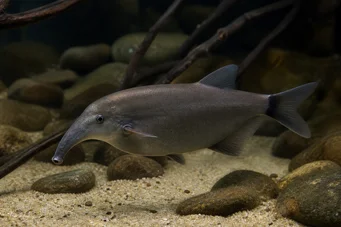 Gnathonemus elephas