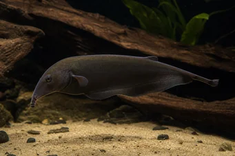Gnathonemus petersi (Pesce elefante)