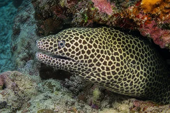 Gymnothorax favagineus Muro leopardo