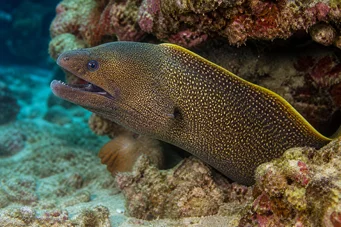 Gymnothorax flavimarginatus Parete del bordo giallo
