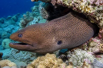 Gymnothorax javanicus Muro gigante