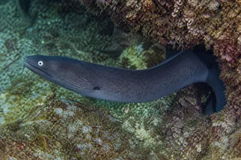 Gymnothorax monochrous Parete grigia
