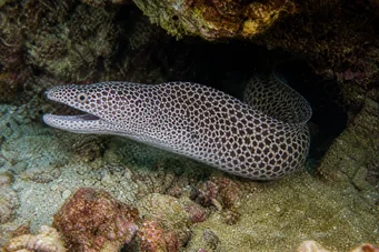Gymnothorax rueppelliae Testiera gialla