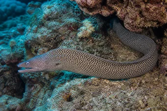 Gymnothorax undulatus Muro ondulato
