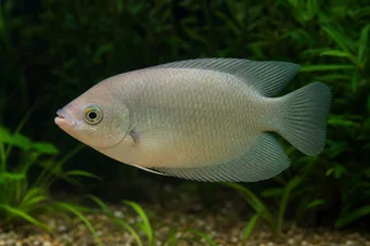 Helostoma temmincki Bacio - cumbership gourami