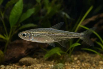 Hemigrammocharax lineostriatus (African Tetra-Flechette con linee)