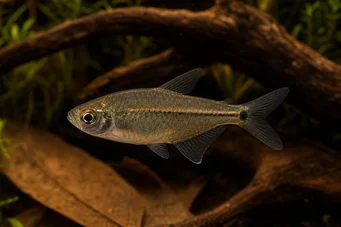 Hemigrammus hyanuary (Neon verde o Tetra-Costello)