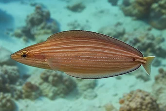 Hemipteronotus taeniourus Labre mascherato