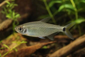 Hemigrammus caudovittatus / Hyphessobryc (Diamond Tetra)