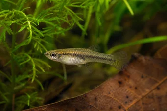 Heterandria formosa Pesce zanzara