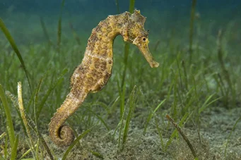 Hippocampus guttulatus (Ippocampo mediterraneo)