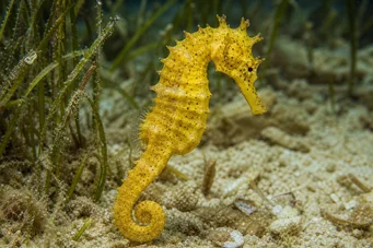 Hippocampus kuda